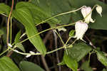 Netleaf leather flower